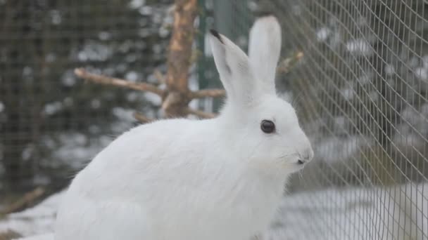 Porträt eines weißen Wildhasen vor dem Hintergrund von Tannenzweigen. — Stockvideo