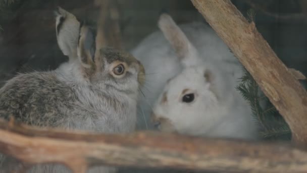 Dva zajíci - jeden je šedý, druhý bílý. Zajíci v jeslích, divocí zajíci — Stock video