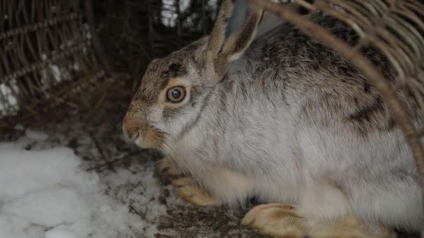 Gros plan d'un lièvre gris assis dans un grand panier. Le lièvre remue ses oreilles. — Video