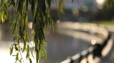 Yeşil yapraklı bir ağaç dalına yakın çekim. Arka tarafta bir gölet var.