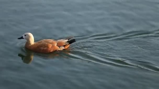 Ruddy Shelduck op het water. Stedelijke dieren op de vijver — Stockvideo