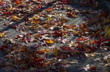 Anlaşılan halı yapraklar