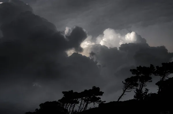 Stormy clouds over the forest of pine trees — Stock Photo, Image