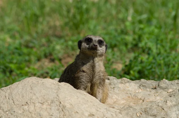 Suricate in allerta — Foto Stock