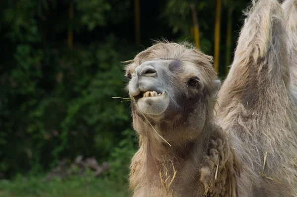 Camel eating grass — Stock Photo, Image