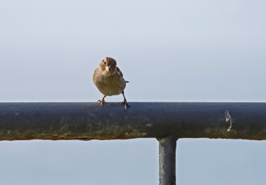 Avrupa serçe veya passer domesticus