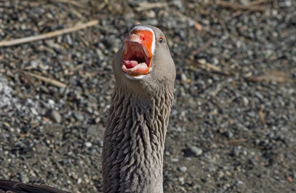 Gray duck with open beak — Stock Photo, Image
