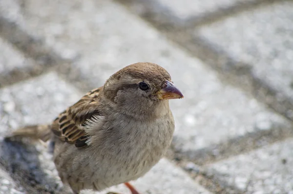 Sperling oder Passant domesticus — Stockfoto