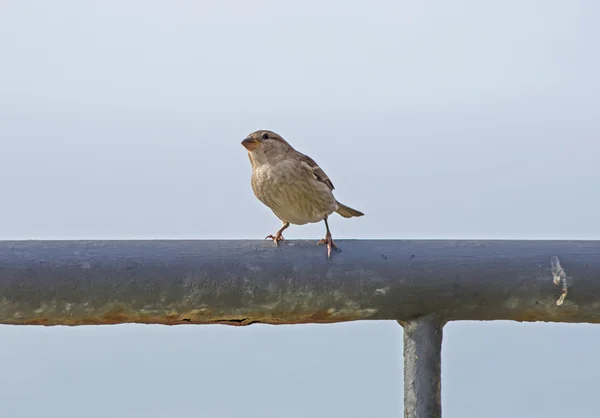 European sparrow or passer domesticus — Stock Photo, Image