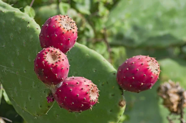 Frutos maduros de pera espinosa — Foto de Stock