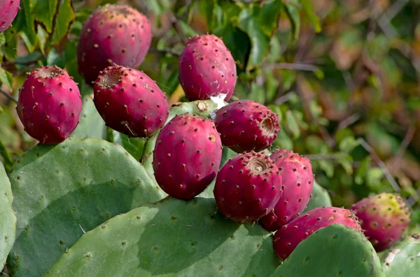 Rijpe vruchten voor prickly pear — Stockfoto