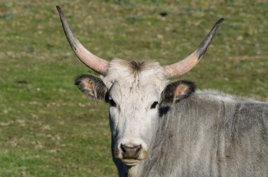 Yeşil bir bozkırda otlatma Maremmana inekler
