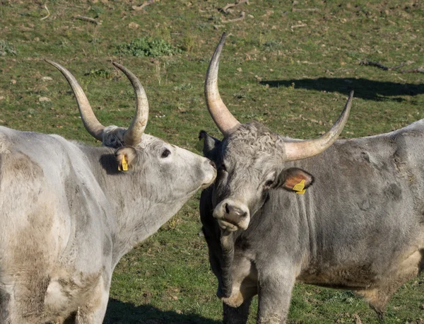 Couple of maremmana cow — Stock Photo, Image