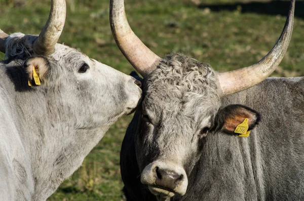 Couple of maremmana cow — Stock Photo, Image