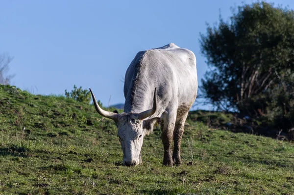 Maremmana cows grazing on a green prairie — Stock Photo, Image