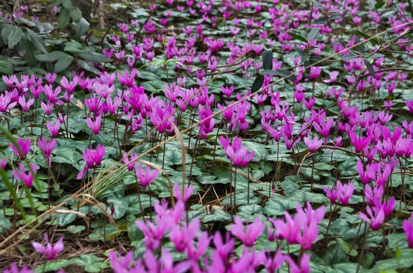 Çiçek açması cyclamens