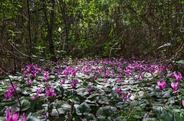 Cyclamens blossoming — Stock Photo, Image