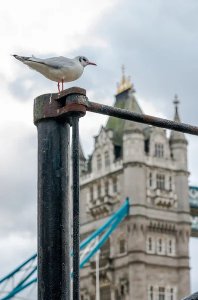 Seagull regarder Tower Bridge — Photo