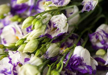 Gri arka planda bir buket lisianthus. Yüksek kalite fotoğraf