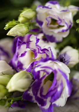 Gri arka planda bir buket lisianthus. Yüksek kalite fotoğraf