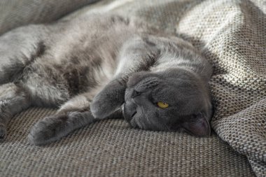 İngiliz kedisi kanepede uyuyor.