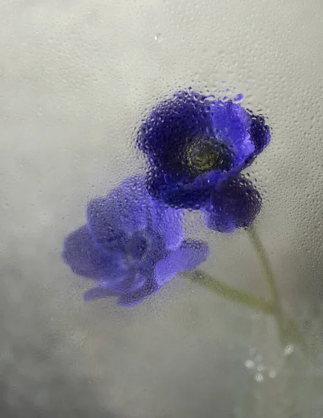 Fleurs derrière verre à vapeur — Photo