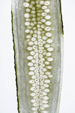 Beyaz arkaplanda salatalık kesimi