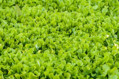 Bahçede yeşil marul yaprakları