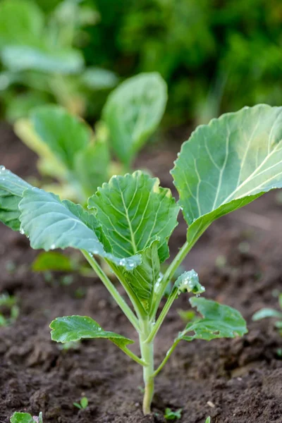 Bahçede genç lahana