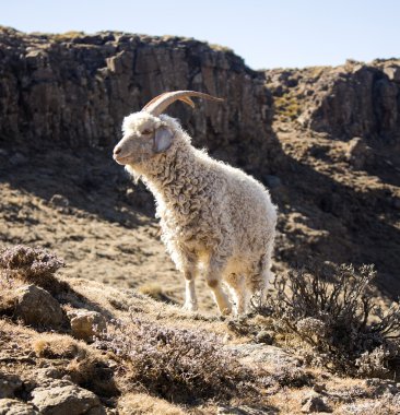 Angora keçi Maluti dağlar, Drakensberg, Lesotho besleniyor. Yün ve tiftik sanayi. 