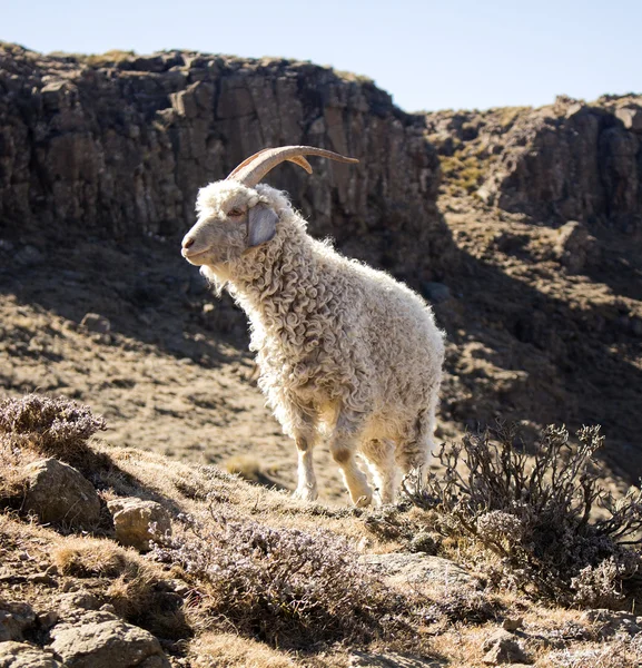 앙 고 라 염소 Drakensberg, 레소토, Maluti 산에 먹이. 양모와 모헤어 산업. — 스톡 사진