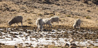Merinos koyun ve Maluti dağlar, Drakensberg, Lesotho yem Angora keçi sürüsü. Kış Afrika. Yün ve tiftik sanayi. 