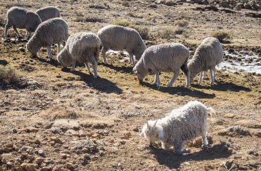 Merinos koyun ve Maluti dağlar, Drakensberg, Lesotho yem Angora keçi sürüsü. Kış Afrika. Yün ve tiftik sanayi. 