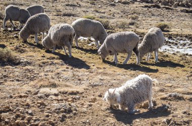 Merino sheep and Angora goats herd feed in the Maluti mountains, Drakensberg, Lesotho. Winter in Africa.  Wool and mohair industry.  clipart