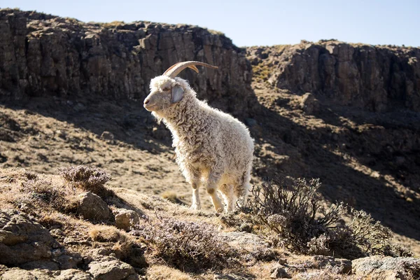 Angoraget matar i Malutibergen bergen, Drakensberg, Lesotho. Vintern i Afrika. Ull och mohair. — Stockfoto