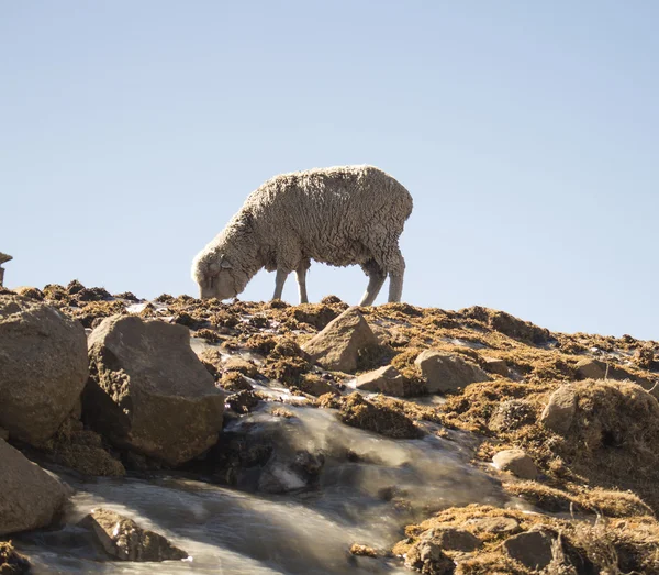 Het voeden van Merino schapen is in de Maluti bergen, Drakensbergen, Lesotho. Winter in Afrika. — Stockfoto