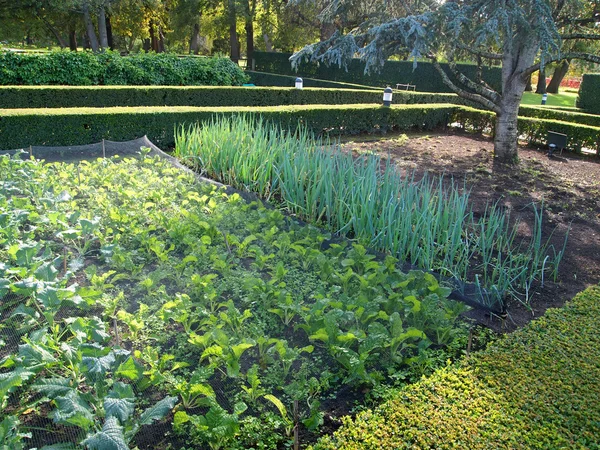 Rows of onions and radishes — Stock Photo, Image