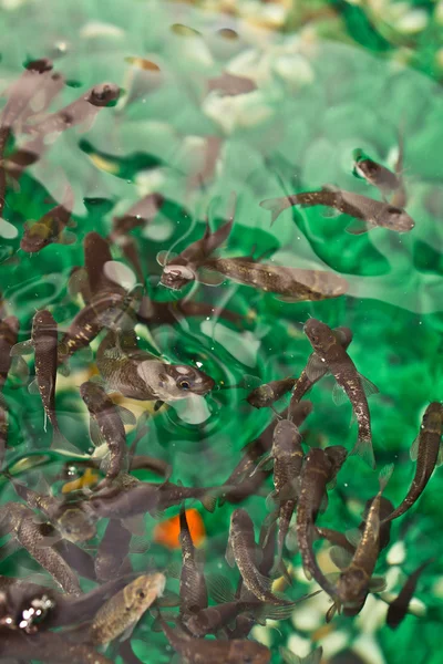 Гарра Руфа в аквариуме спа-салона. "Доктор Рыба". Рыба расслабляющий педикюр курортного лечения. Освежающий массаж . — стоковое фото
