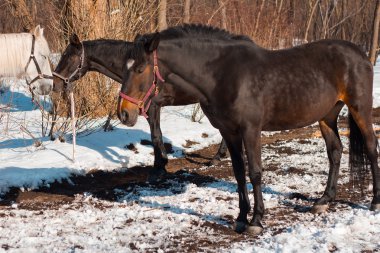 Güzel kestane atlar ve beyaz at karlı kış orman içinde. Atları aşık Çift.