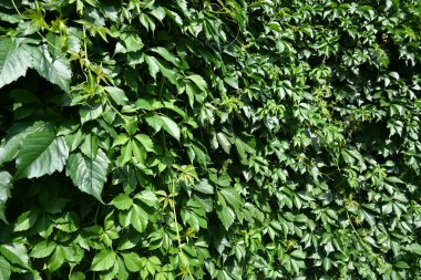 Bir çit yeşillik..