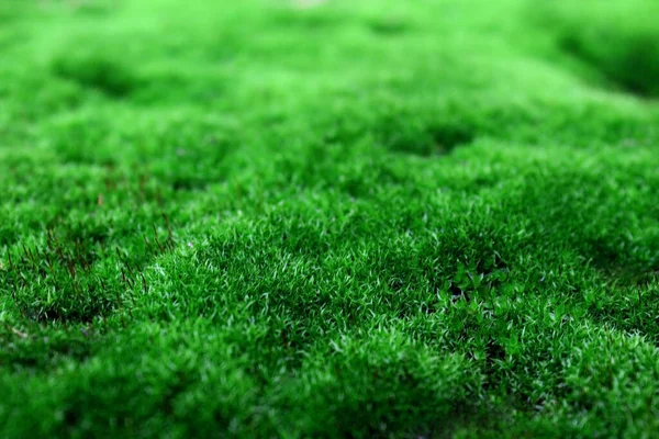 野生草地的天然绿色覆盖物 — 图库照片