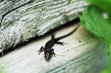 Ağaçtaki kara kertenkele.