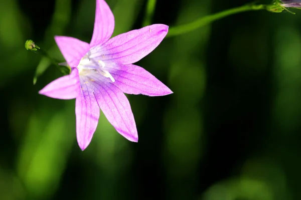 Fleur Violette Sur Fond Vert — Photo