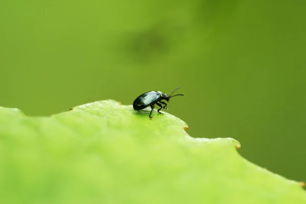 Beetle Sitting Edge Foliage — Stock Photo, Image