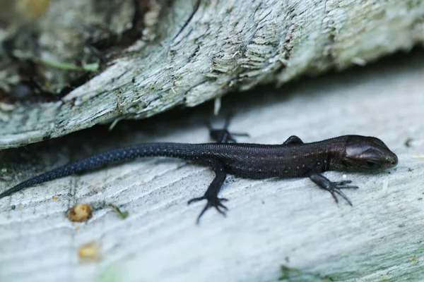 Lagarto Sobre Una Superficie Madera —  Fotos de Stock