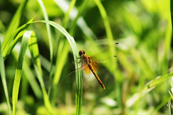 Dragonfly Aterizat Iarbă — Fotografie, imagine de stoc