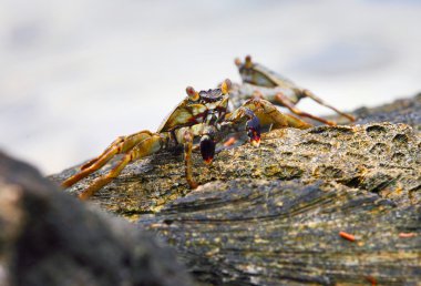 küçük egzotik Yengeç