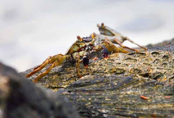 Small exotic crab — Stock Photo, Image