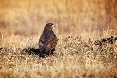 Bayağı Şahin çim