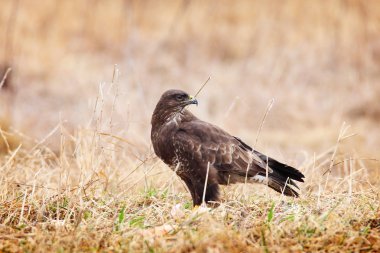 Bayağı Şahin çim